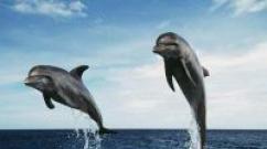 Dlaczego marzysz o spokojnym morzu z delfinami?