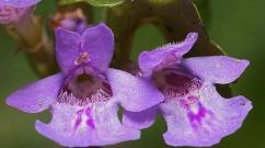 Bluszcz budra (pospolity) – Glechoma hederacea L