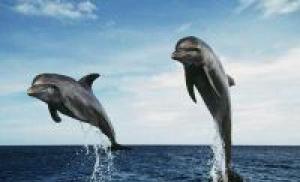 आप डॉल्फ़िन वाले शांत समुद्र का सपना क्यों देखते हैं?