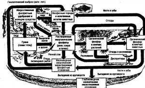 W przyrodzie zachodzą dwa główne cykle substancji: duży (geologiczny) i mały (biogeochemiczny).