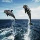 Dlaczego marzysz o spokojnym morzu z delfinami?