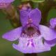 Bluszcz budra (pospolity) – Glechoma hederacea L